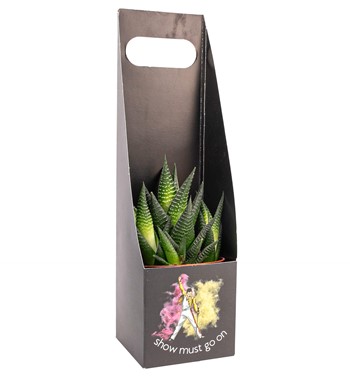 kraliçe zebra çiçekler