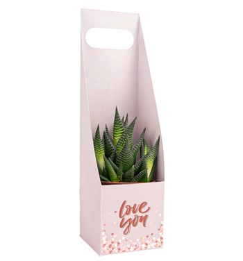 haworthia zebra tasarım