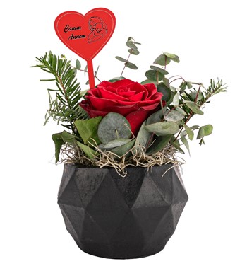 saksıda kırmızı gül