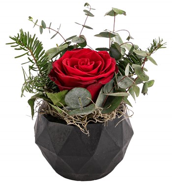 saksıda kırmızı gül
