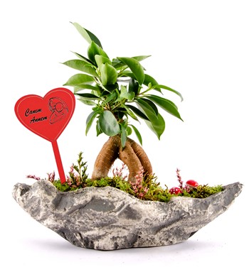 ficus bosnai çiçeği fiyatı