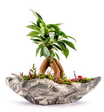 marineris bonsai çiçek