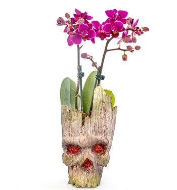 mini orkide siparişi