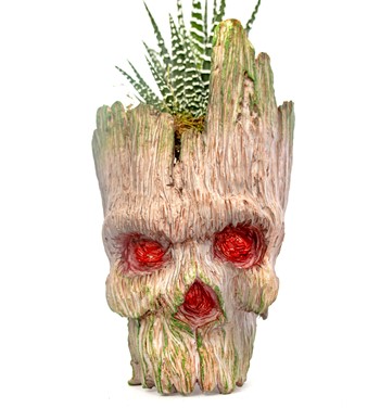 haworthia bitkisi sipariş