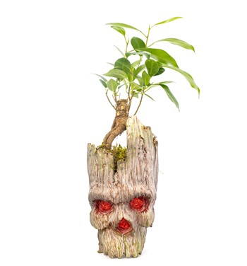ficus ginseng bonsai çiçeği