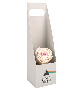 solmayan gül renkleri