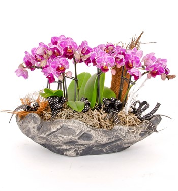 orkide çiçeği modelleri