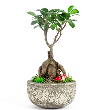ficus ginseng bosnai çiçeği