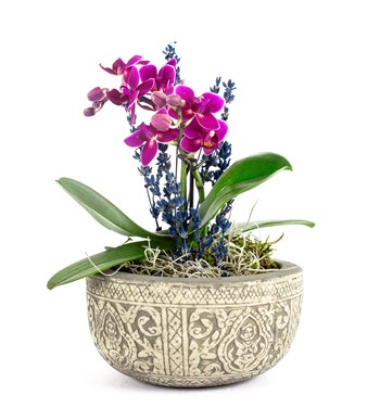 mini orkide tasarım