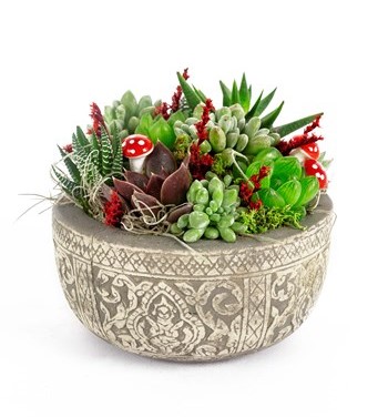 sukulent çiçek tasarımları 