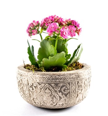 kalanchoe