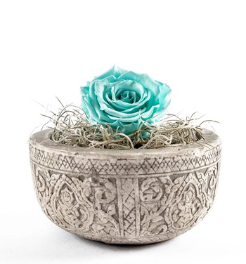 solmayan gül fiyatları