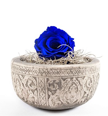 solmayan gül parlament