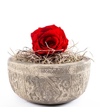 solmayan gül modelleri