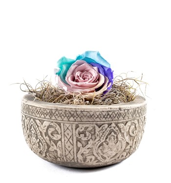 solmayan gül rainbow