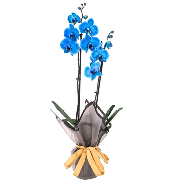mavi orkide çiçek