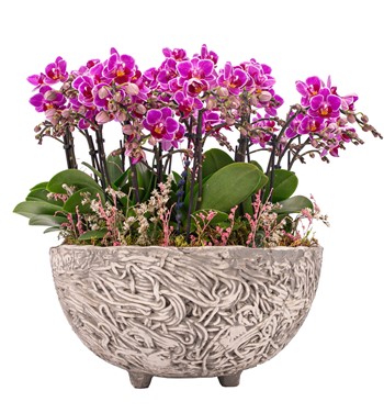 mini mor orkide tasarımları