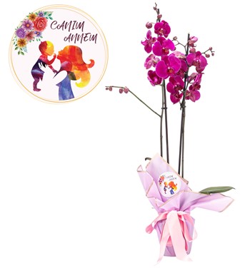 çift dal orkide fiyat