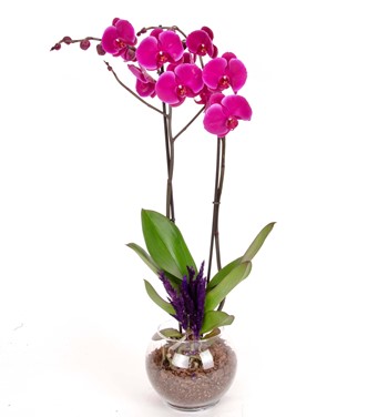 pembe orkide sipariş