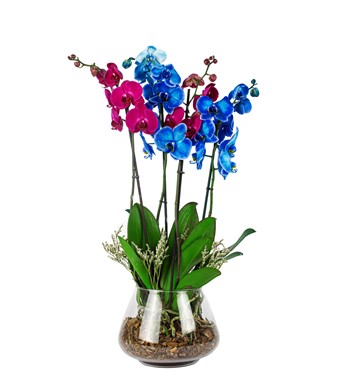 mavi orkideler