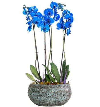 Magnificent Mavi Orkide