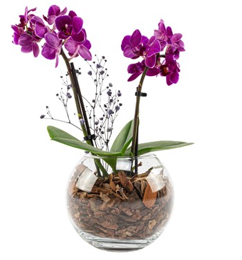 orkide hediye
