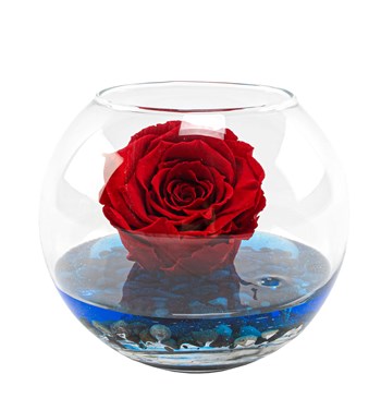 kırmızı solmayan gül tasarım