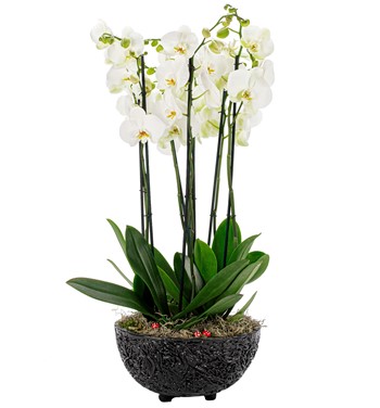 beyaz orkide çeşitleri