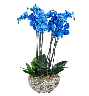 mavi orkide 