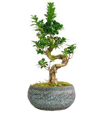Magnificent S Bonsai
