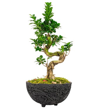 s gövde bonsai çiçeği