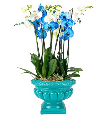 mavi beyaz orkideler