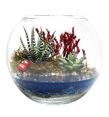 göl serisi sukulent