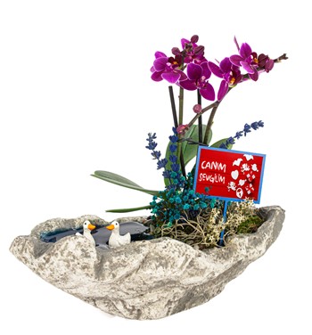 canım sevgilim mini orkide