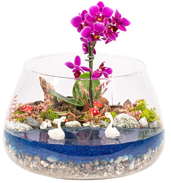 kuğulu teraryum orkide 