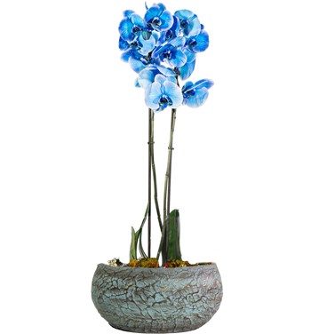 Magnificent Mavi Orkide