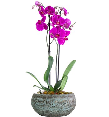 Magnificent Pembe Orkide 