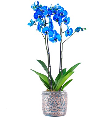 XL Mavi Orkide