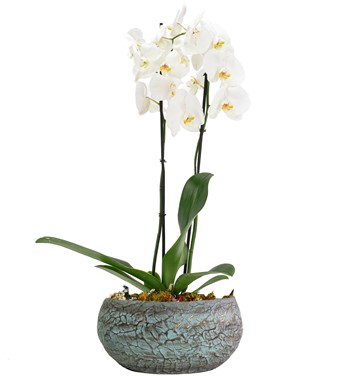 Magnificent Beyaz Orkide